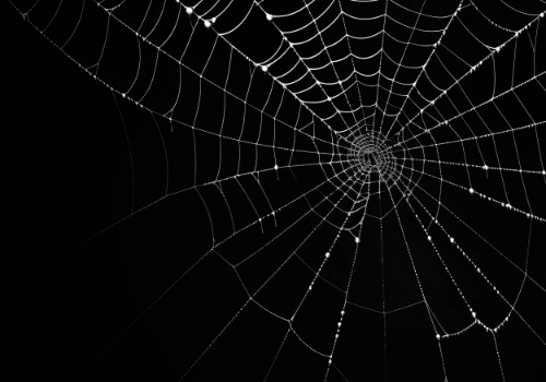 cobweb 2